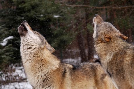 Výbhy vlk budou sledovat také kamery..
