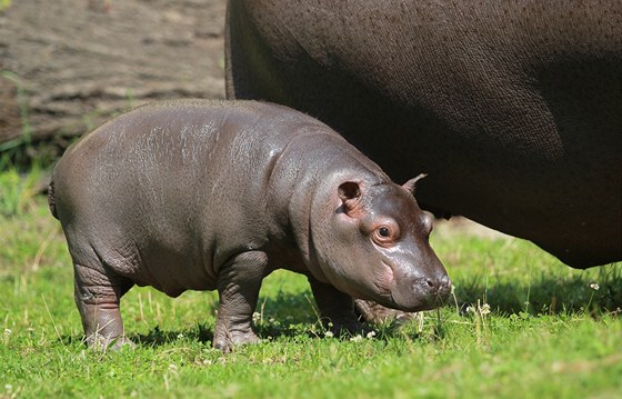 V nedli mete vyrazit na ktiny hroího mládte do ostravské zoologické zahrady.