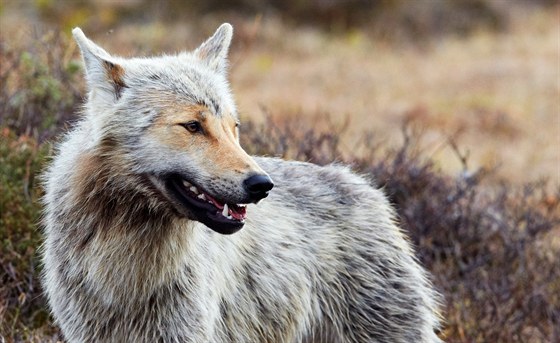 Z vlk se vyvinuly stovky psích plemen.