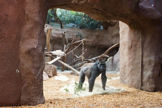 Gorilí skupina v praské zoo dostane nový pavilon. Do nj u se voda nedostane.