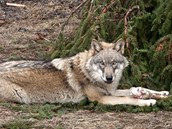 Do české přírody se pomalu začali vracet až na počátku 90. let minulého století. Do české přírody se pomalu začali vracet až na počátku 90. let minulého století.