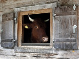 KUK. Kráva kouká z okna mlékárny v alpském Bindalmu nedaleko Berchtesgadenu na...