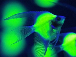 BLIK. Geneticky vylechtné ryby Pterophyllum Scalara ve tm svtélkují....