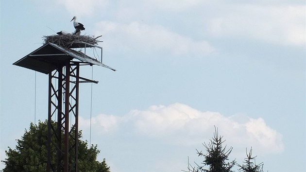 Bohumil Mek vyfotografoval krmen p na hnzd v Dlouhm jezdu na Tachovsku. Kvli uniktnm zbrm se na dlouh hodiny schoval v maskovanm krytu na ploin v devatenctimetrov vce.  