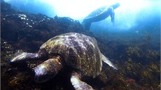 Moské elvy. Jako na jiné planet si obas pipadáte pod vodou na Galapágách.