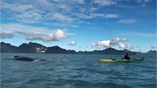 Pt metr od velryby (keporkak, Aialik Bay, Kenai Fjords, Aljakaú. Pi výprav