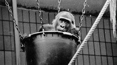 Historické foto samice Kamby (v současnosti žije v Zoo Praha), která byla 27.... Historické foto samice Kamby (v současnosti žije v Zoo Praha), která byla 27....