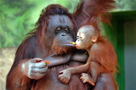 Samice orangutana bornejského uninka s mládtem Budi v ústecké zoologické...