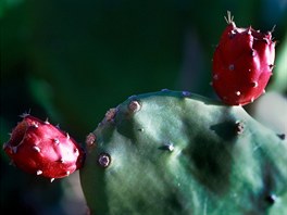 Nopales - populární mexická zelenina nepatí mezi zeleninu, do které byste se z...