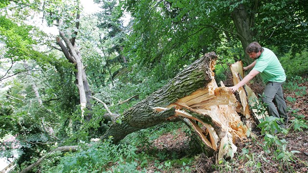 Nkolik vzcnch vzrostlch strom pokodil v noci na pondl siln vtr v arelu botanick zahrady v Beov nad Teplou. 