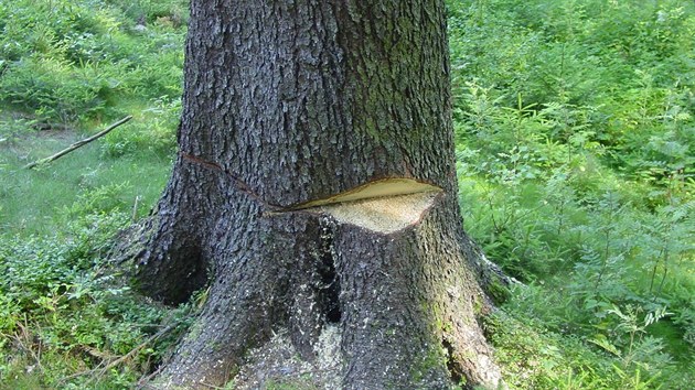 Naezan stromy v lese Chlvce v CHKO Broumovsko
