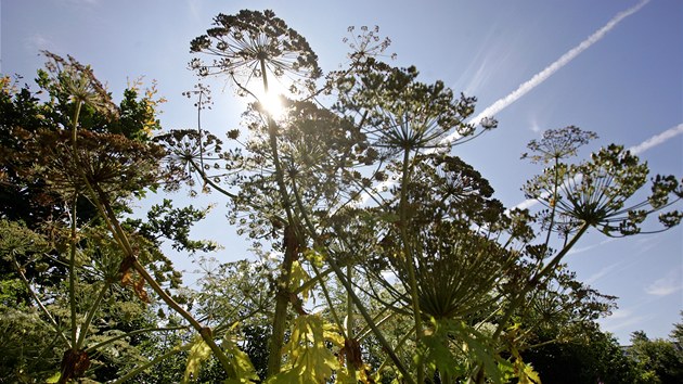 Bolševník velkolepý v Nebanicích na Chebsku