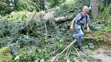 Nkolik vzácných vzrostlých strom pokodil v noci na pondlí silný vítr v