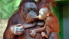 Samice orangutana bornejského uninka s mládtem Budi v ústecké zoologické...