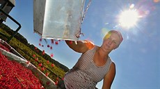 Ovocnáři z podniku Zemcheba Chelčice zahájili sklizeň červeného rybízu. Ovocnáři z podniku Zemcheba Chelčice zahájili sklizeň červeného rybízu.