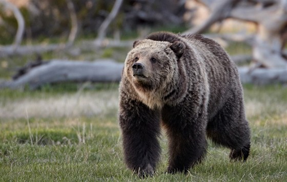 Medvd grizzly je jedním z tradiních obyvatel Yellowstoneského parku.