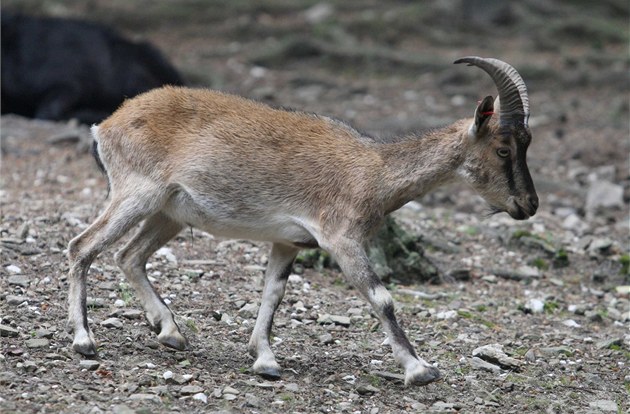 Snímek z prvního dne provozu euroasijské ásti olomouckého safari. ije v ní na