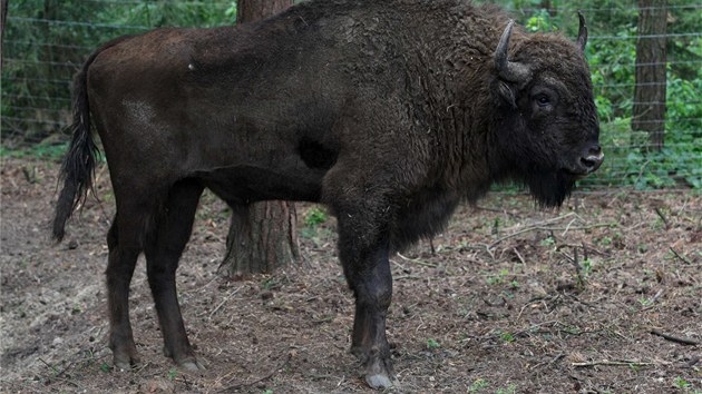 Snmek z prvnho dne provozu euroasijsk sti olomouckho safari. ije v n na sedm destek zvat. Vedle zubr a los tak kamzci, mufloni, jeleni sika, kozoroci i kozy bezorov. Nvtvnky zde bude vozit turistick vlek. (30. ervence 2013)