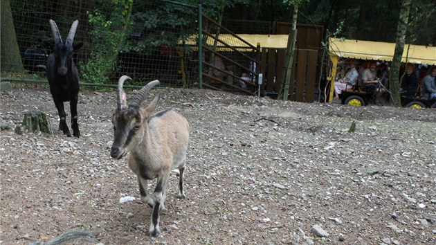 Snmek z prvnho dne provozu euroasijsk sti olomouckho safari. ije v n na sedm destek zvat. Vedle zubr a los tak kamzci, mufloni, jeleni sika, kozoroci i kozy bezorov. Nvtvnky zde bude vozit turistick vlek. (30. ervence 2013)