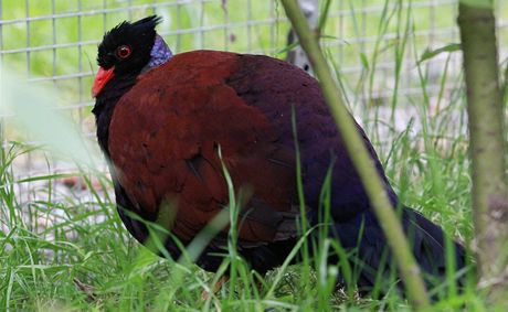 Na vynucenou dovolenou do ostravské zoologické zahrady picestoval z Prahy i