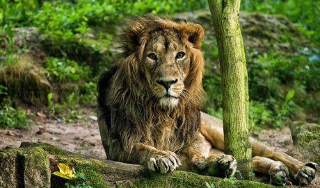 Lev indický Brahma v Zoo Dvr Králové nad Labem.