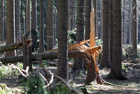 Kvli vichici padly ve státních lesích v kraji desetitisíce strom (ilustraní snímek).