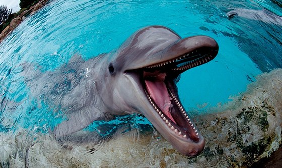 I tak mírumilovné stvoení, jako je delfín, umí lovk zneuít.