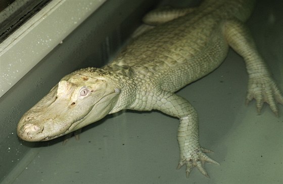 Samice bílého aligátora, která je od tvrtka 8. srpna v protivínské krokodýlí...