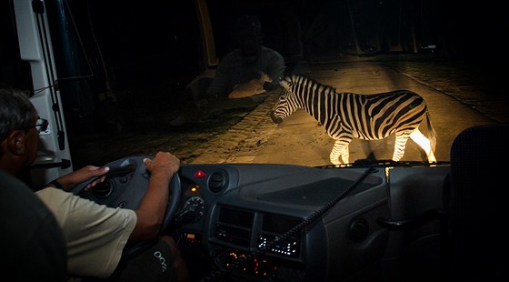 Noní safari projíka v dvorské zoo