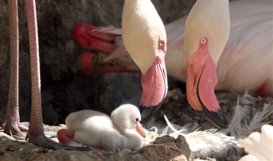 Plameáci roví v zoologické zahrad Lená se ujali tí potomk ostravských...