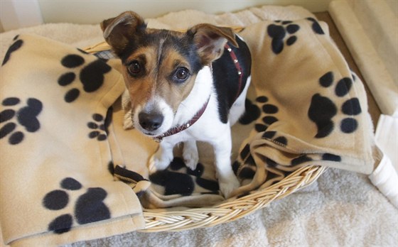 Jack Russell teriér.