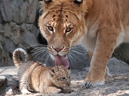 Matka Zita se v roce 2004 narodila díky tomu, e v novosibirské zoo chovají lvy...