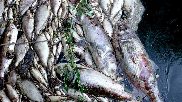 Mrtv ryby zachycen na jezu u obce Bulhary a na dalch mstech pod novomlnskmi ndremi lid zaali sledovat u v pondl rno.