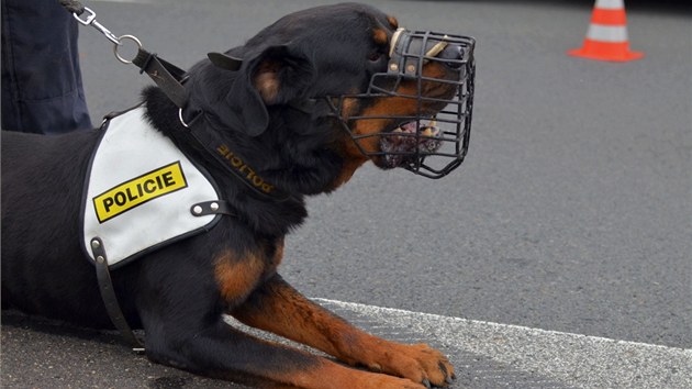 Odpoinek po dobe vykonan prci. Policejn pes nael idie, jak vyspv ve kov. (9. srpna 2013)