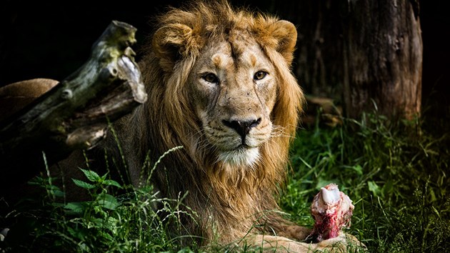 Lev indický Brahma v Zoo Dvr Králové nad Labem.