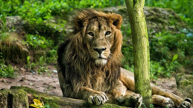 Lev indický Brahma v Zoo Dvr Králové nad Labem.