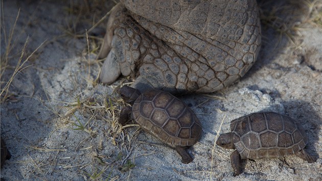 Zbr z pipravovanho Lichtagova snmku Aldabra