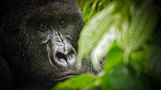 Jedním z ohrožených druhů žijících v parku Virunga je i gorila horská. Jedním z ohrožených druhů žijících v parku Virunga je i gorila horská.