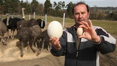 Rozdíl mezi slepiím a ptrosím vejcem je skuten výrazný. (farma Petráve)