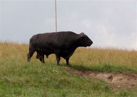 Mladý býk zatouil po krátké svobod. Ilustraní snímek