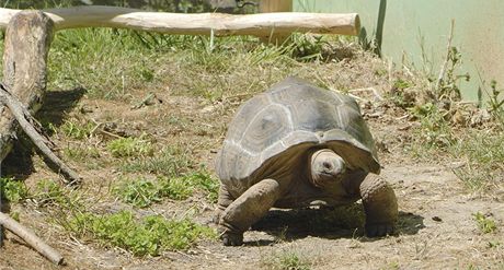 Letos v srpnu zaaly elvy obrovské z plzeské zoo poprvé chodit i do