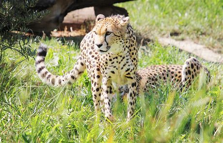V plzeské zoo poktili gepardy súdánské - Khalida a Rayana. 