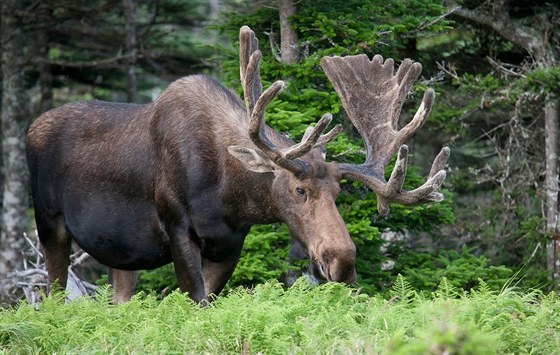 Losu evropskému (Alces alces) hrozí u nás vyhubení.