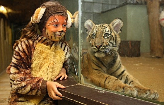 Pi Letní noci v zoo netradin provádli kapitáni, z návtvník se toti...