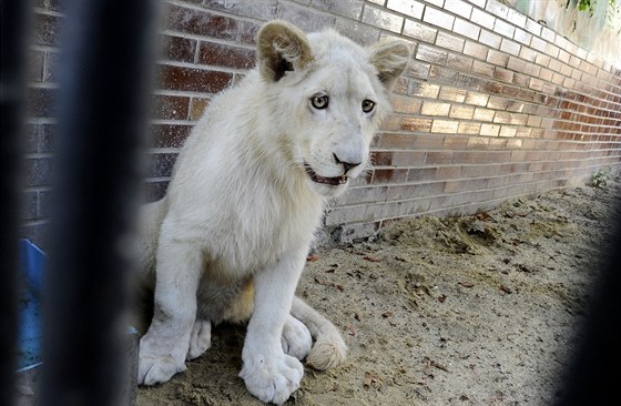Hodonínská zoo se od pondlí chlubí sedmimsíním lvem jihoafrickým.