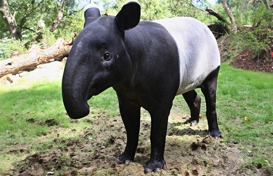 Tapíí samice Nadira se do zlínské zoo dostala ze Skotska, bude tady mít k...