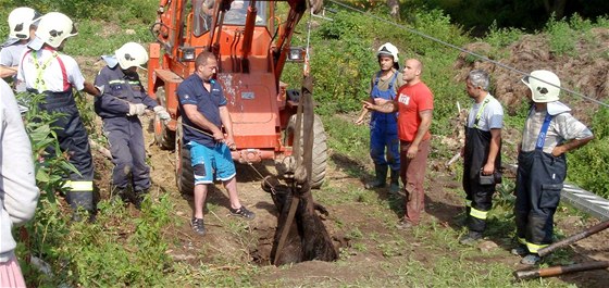 Pivolaní hasii s pomocí kladkostroje krávu ze studny vytáhli. Jet pedtím