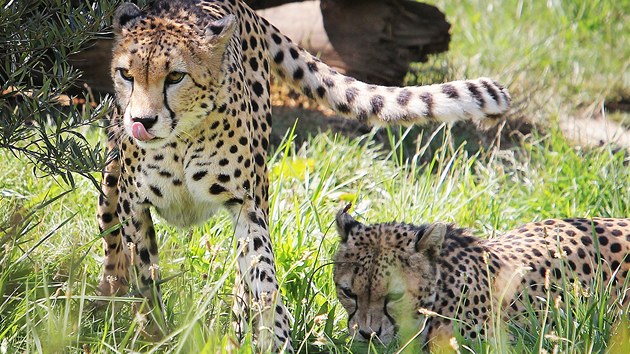 V plzesk zoo poktili gepardy sdnsk - Khalida a Rayana.
