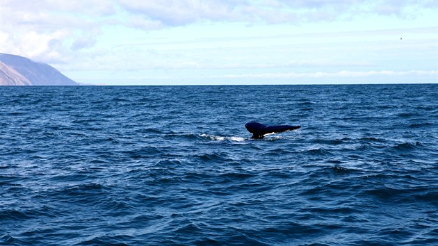Pi vprav za velrybami mte na Islandu tm stoprocentn anci, e pr obrovskch savc skuten uvidte.