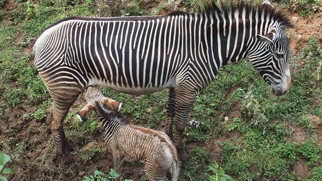 Mld zebry u po plhodin od porodu slo mlko (10.8.2013).